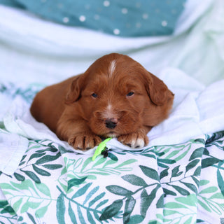 Jack - Available 5/14