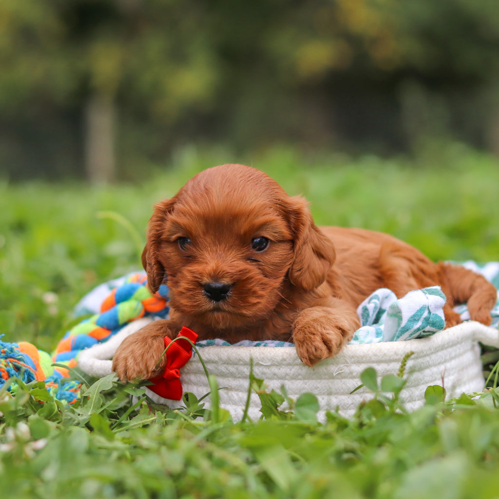 Hank - Available 10/8