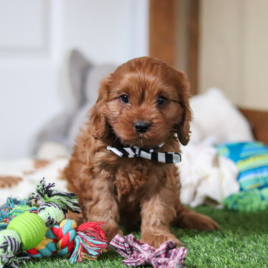 Hank - Available 10/8