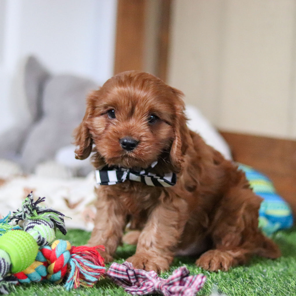 Hank - Available 10/8