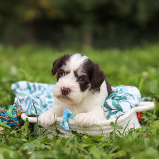 Albie - Available 10/8