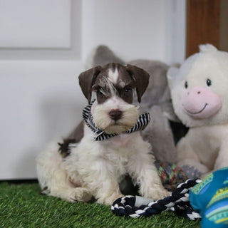 Albie - Available 10/8
