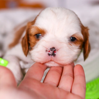 Perry - Available 3/19