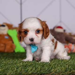 Perry - Available 3/19