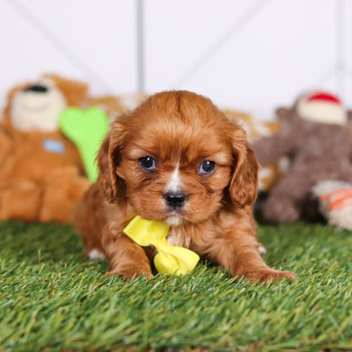 Pauly - Available 3/19