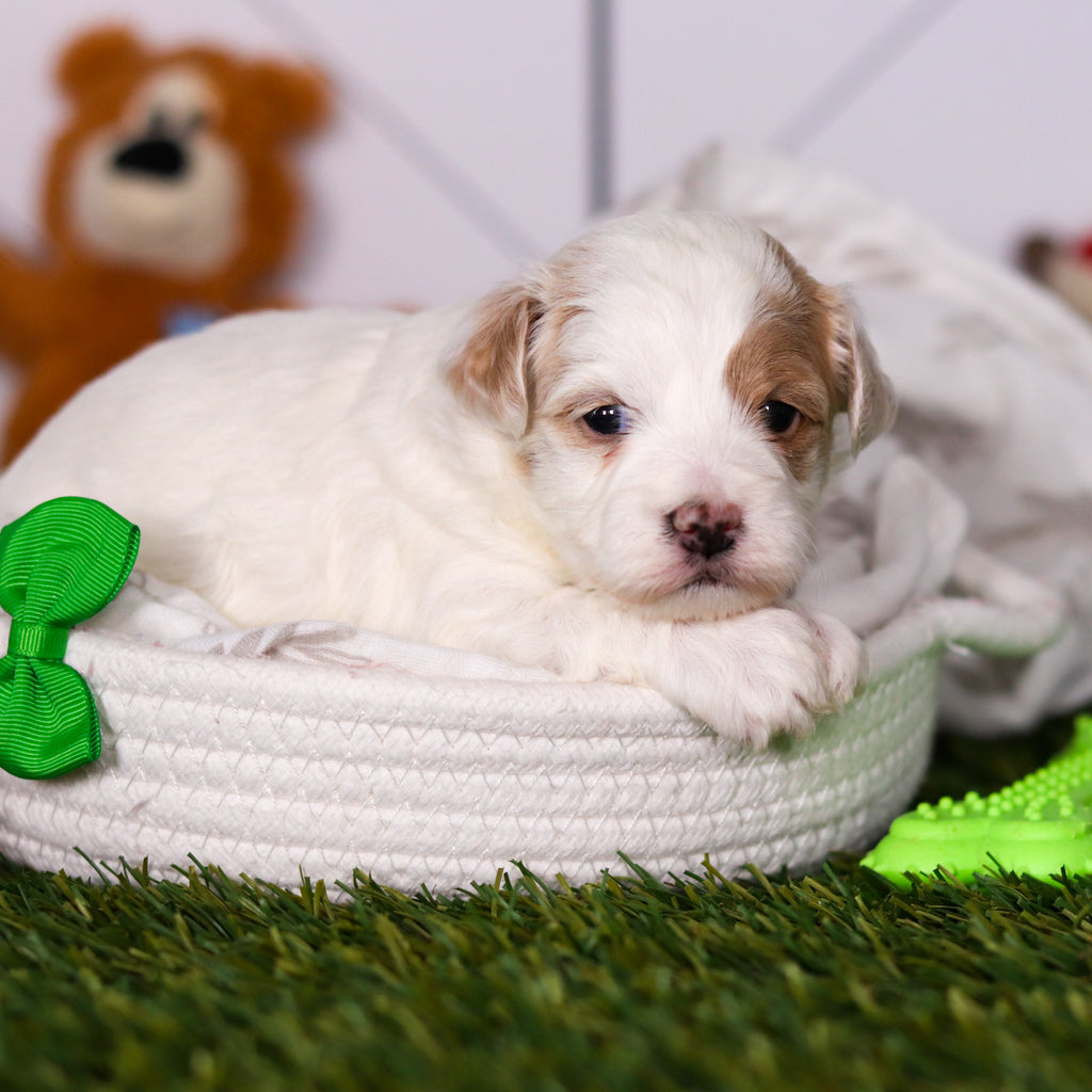 Hendrick - Available 3/19