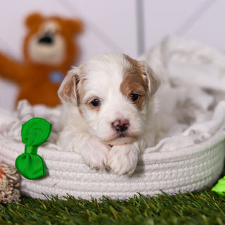 Hendrick - Available 3/19