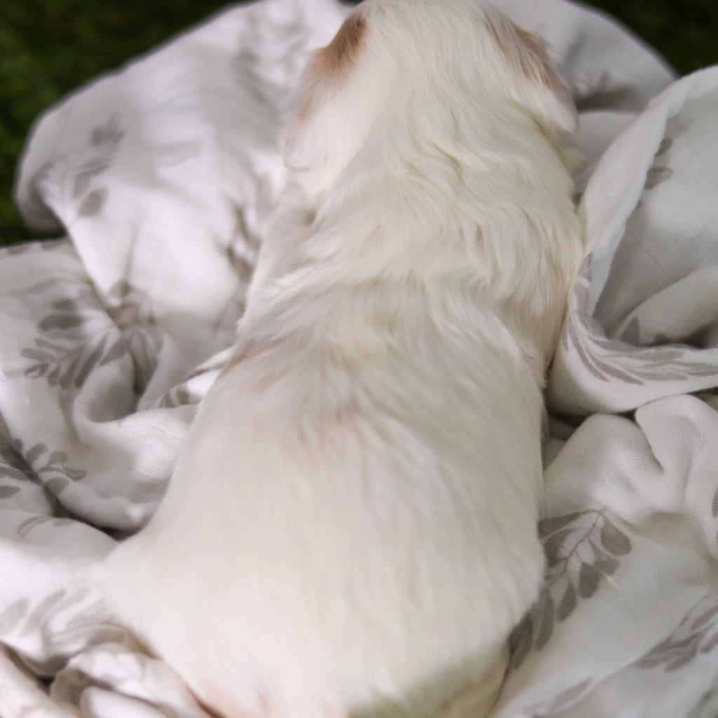 Hendrick - Available 3/19