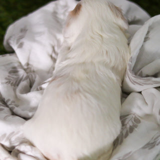 Hendrick - Available 3/19