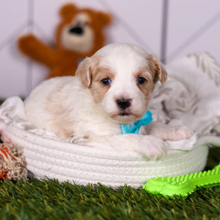 Houston - Available 3/19