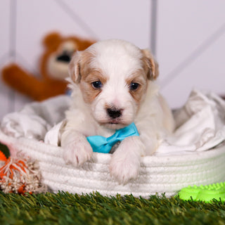 Houston - Available 3/19