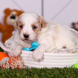 Houston - Available 3/19