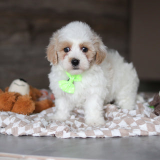 Houston - Available 3/19