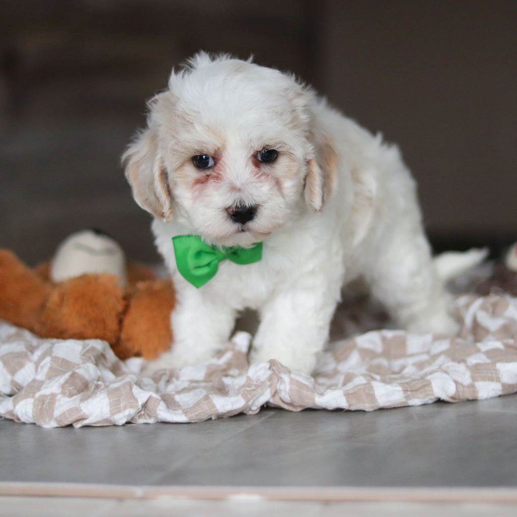 Helen - Available 3/19