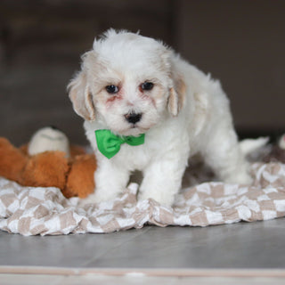 Helen - Available 3/19