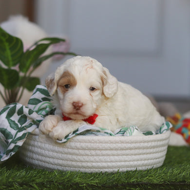 Manny - Available 4/30