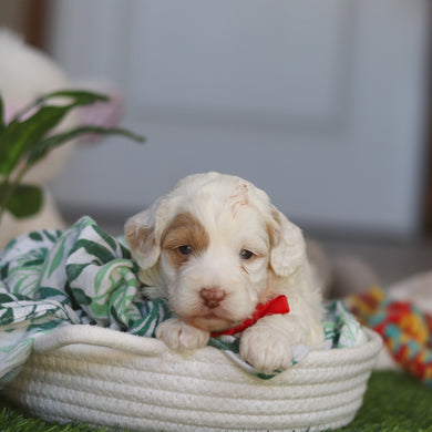 Manny - Available 4/30