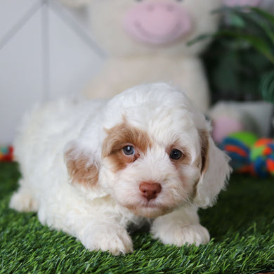 Manny - Available 4/30