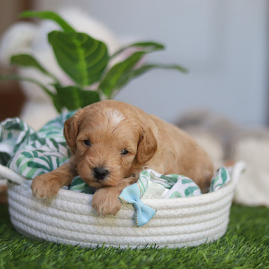 Richie - Available 4/30