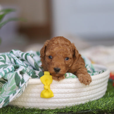 Timmy - Available 4/30