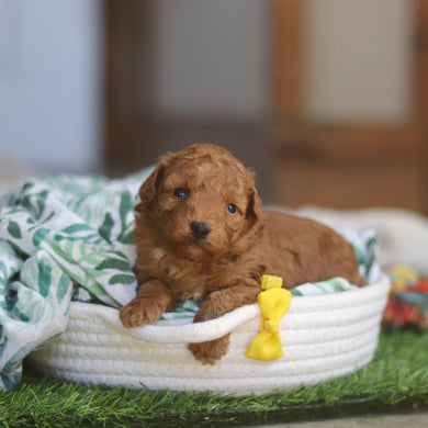 Timmy - Available 4/30