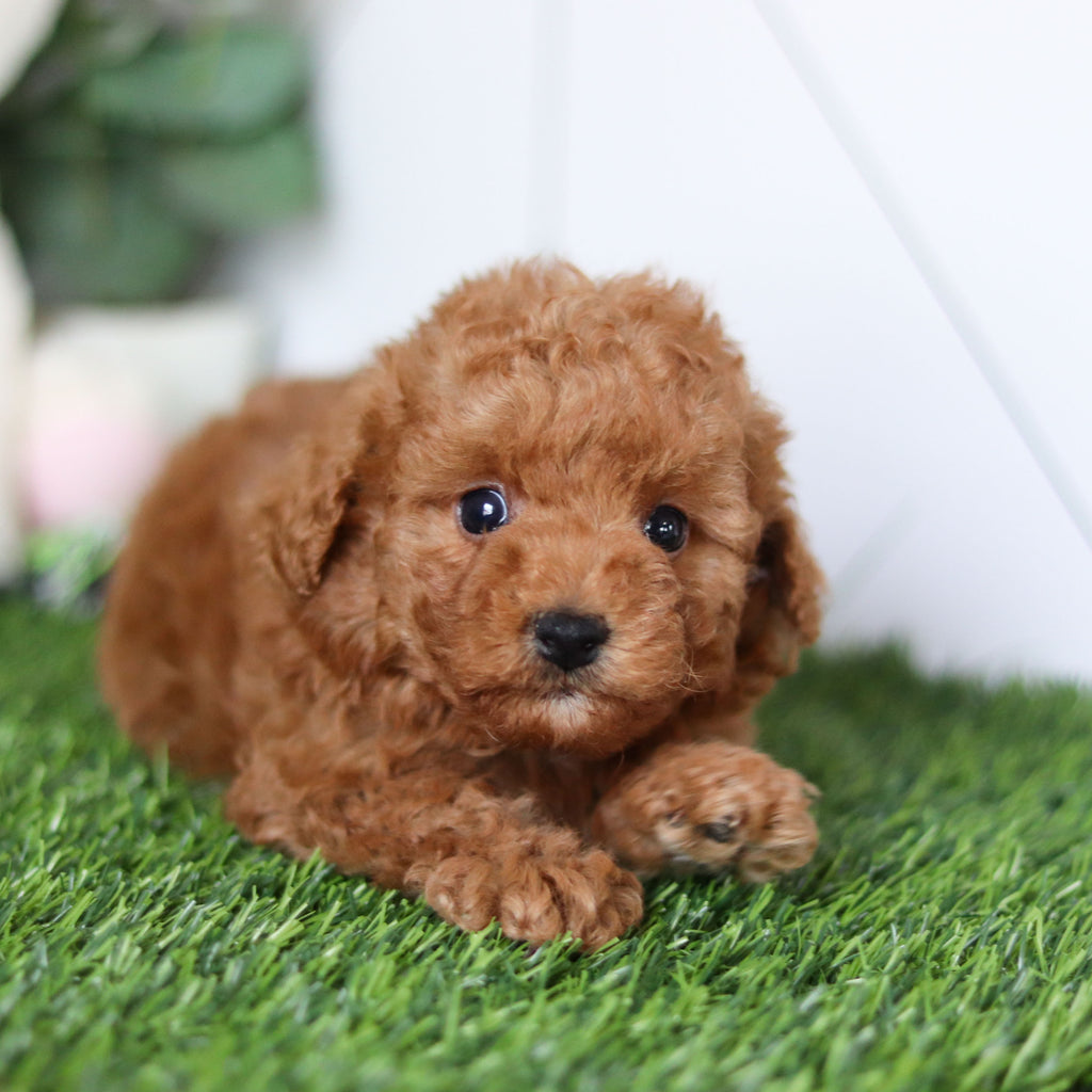 Timmy - Available 4/30