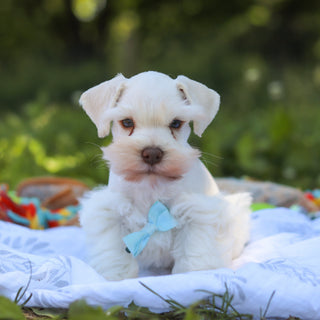 Chandler - Available 6/18