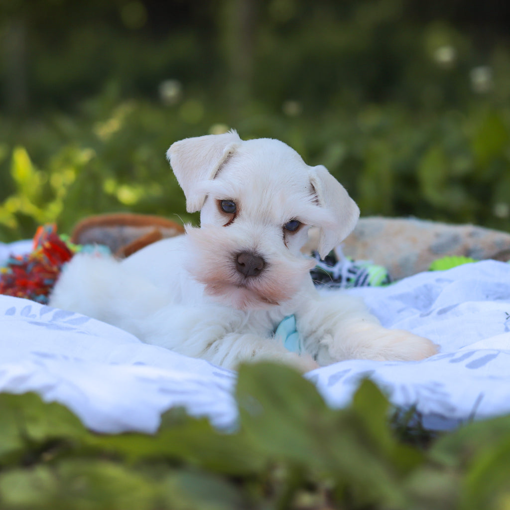 Chandler - Available 6/18