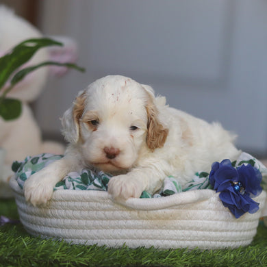 Martin - Available 4/30