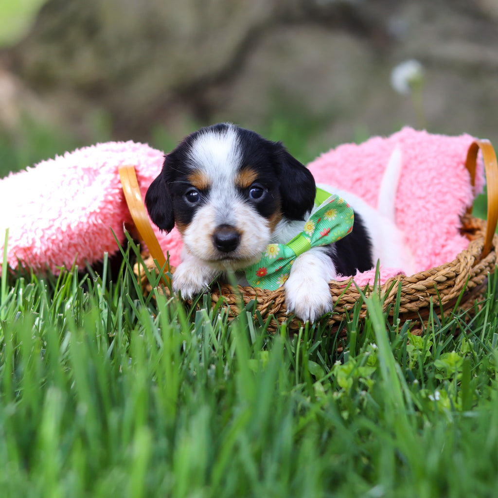 Dexter - Available 6/4