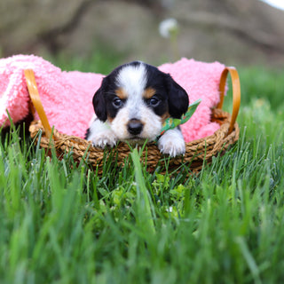 Dexter - Available 6/4