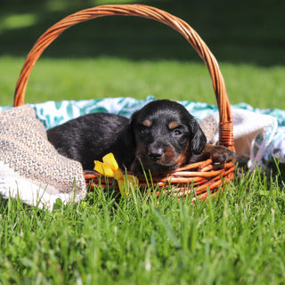 Peanut - Available 6/11
