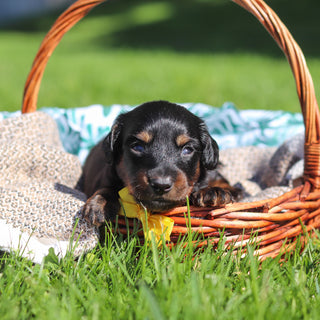 Peanut - Available 6/11