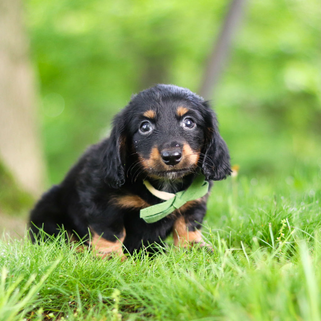 Peanut - Available 6/11