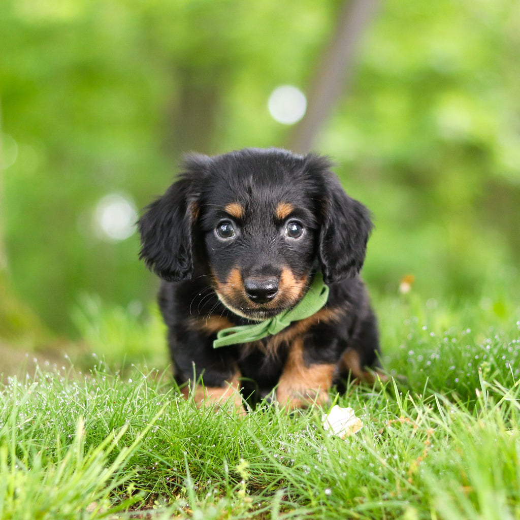 Peanut - Available 6/11