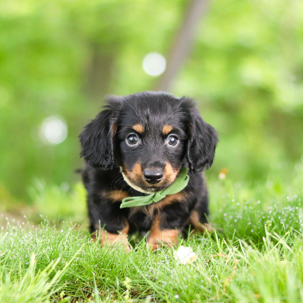 Peanut - Available 6/11