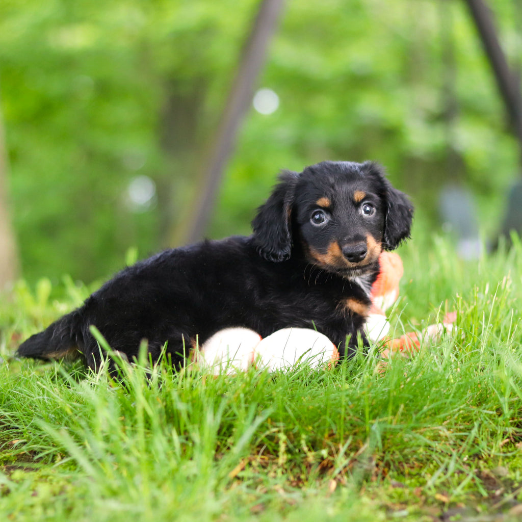Peanut - Available 6/11