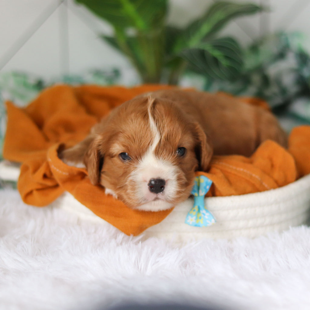 Brett - Available 4/9