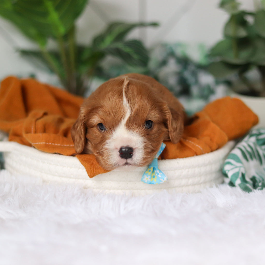 Brett - Available 4/9