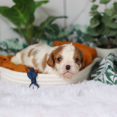 Rhett - Available 4/9