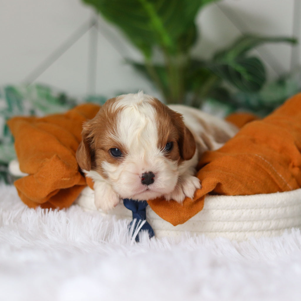 Rhett - Available 4/9