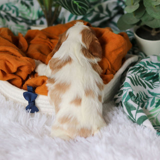 Rhett - Available 4/9