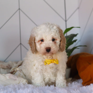 Clarice - Available 4/9