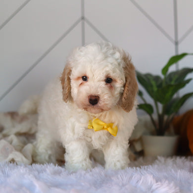 Clarice - Available 4/9