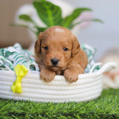 Roger - Available 4/30