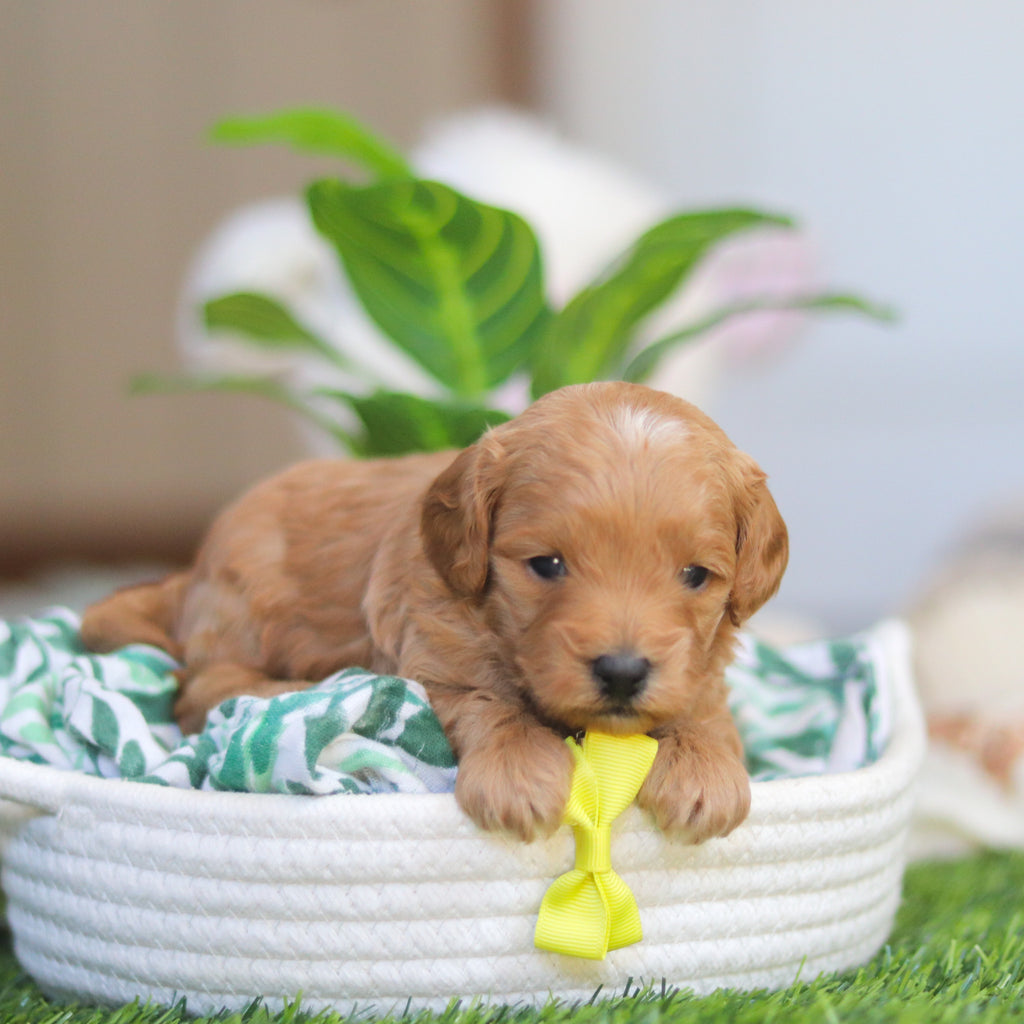 Roger - Available 4/30