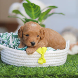 Roger - Available 4/30