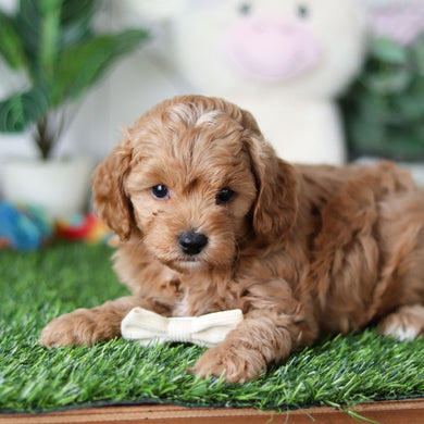 Roger - Available 4/30