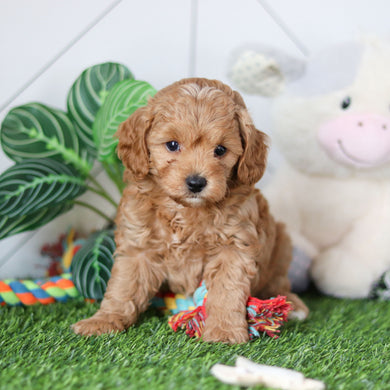 Roger - Available 4/30