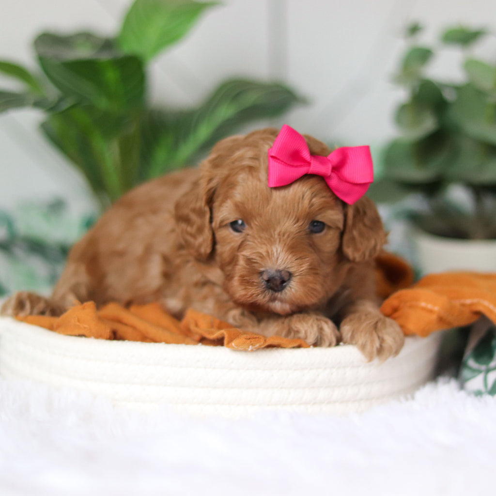 Corbin - Available 4/9